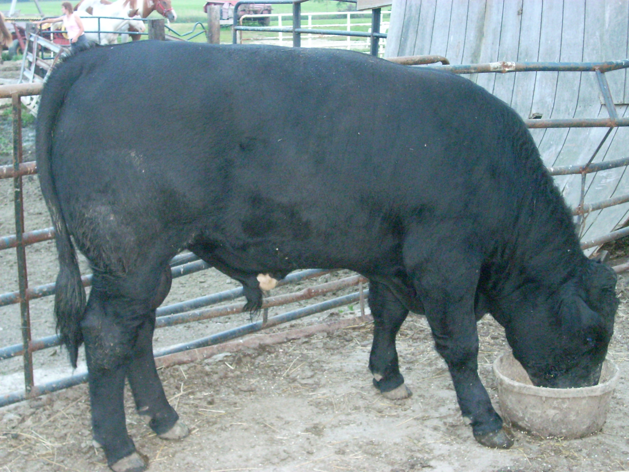 Angus Bull