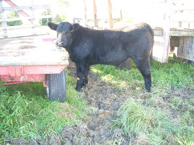 black calf 00