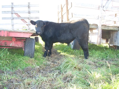 black calf 01