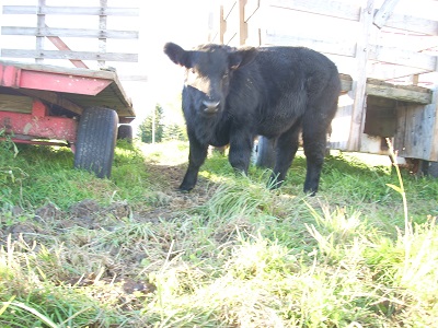 black calf 02