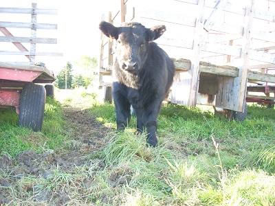 black calf 03