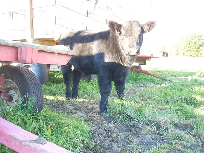 black calf 04