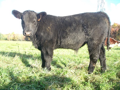 black calf 06