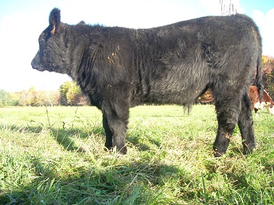 black calf 07