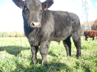 black calf