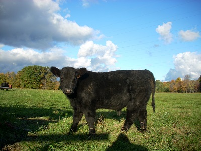 black calf 08