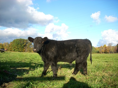 black calf 09