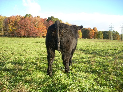 black calf 10