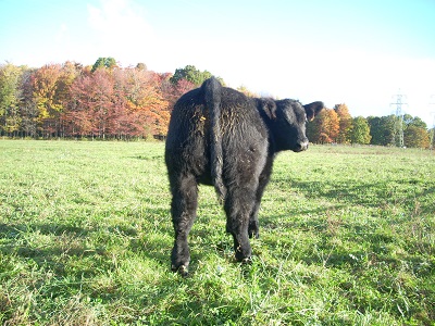 black calf 11