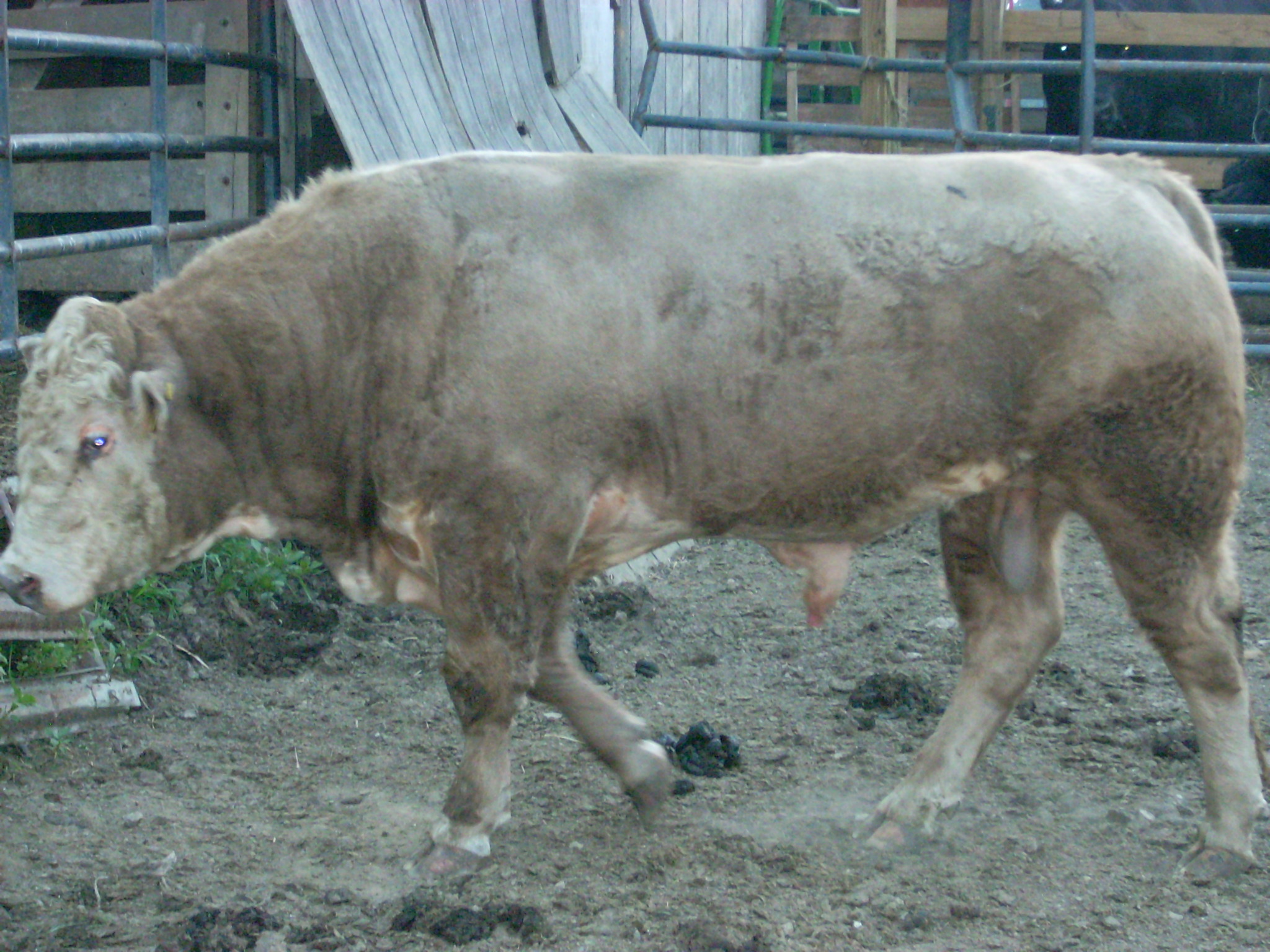 Charolais Bull