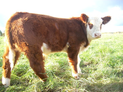 red calf 00