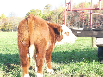 red calf 08